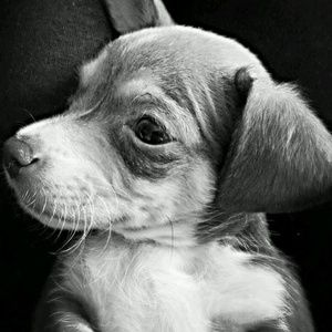 Meet your Posher, Sheri